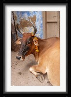 Cow withFflowers, Varanasi, India Fine Art Print