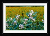 Flower Field, Southern India Fine Art Print