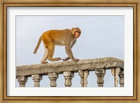 Monkey, Varanasi, India Fine Art Print