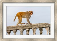 Monkey, Varanasi, India Fine Art Print