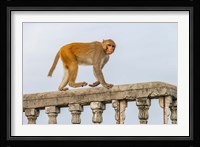 Monkey, Varanasi, India Fine Art Print