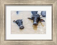 Water Buffalo in Ganges River, Varanasi, India Fine Art Print
