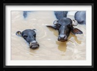 Water Buffalo in Ganges River, Varanasi, India Fine Art Print