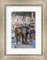Colorfully decorated elephant, Amber Fort, Jaipur, India Fine Art Print