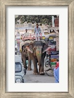 Colorfully decorated elephant, Amber Fort, Jaipur, India Fine Art Print