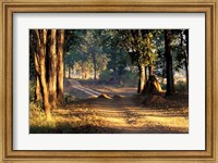 Rural Road, Kanha National Park, India Fine Art Print