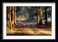 Rural Road, Kanha National Park, India Fine Art Print