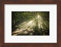 Sunrays shining through a dark, misty forest, Liselund Slotspark, Denmark Fine Art Print