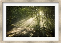 Sunrays shining through a dark, misty forest, Liselund Slotspark, Denmark Fine Art Print