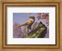 Eosinopteryx brevipenna perched on a tree branch Fine Art Print