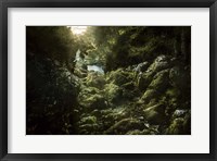 Aged boulders covered with moss in the Ritsa Nature Reserve Abkhazia Fine Art Print