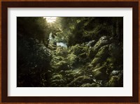 Aged boulders covered with moss in the Ritsa Nature Reserve Abkhazia Fine Art Print