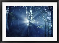 Misty rays in a dark forest, Liselund Slotspark, Denmark Fine Art Print