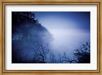 Silhouettes of trees and branches in a dark, misty forest, Denmark Fine Art Print