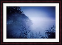 Silhouettes of trees and branches in a dark, misty forest, Denmark Fine Art Print