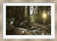 Small stream in a forest at sunset, Pirin National Park, Bulgaria Fine Art Print