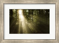 Silhouette of a man standing in the sunrays of a dark, misty forest, Denmark Fine Art Print