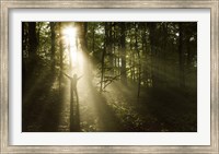 Silhouette of a man standing in the sunrays of a dark, misty forest, Denmark Fine Art Print