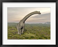Brachiosaurus dinosaur walking in grassy landscape Fine Art Print