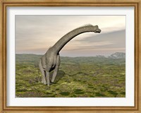 Brachiosaurus dinosaur walking in grassy landscape Fine Art Print
