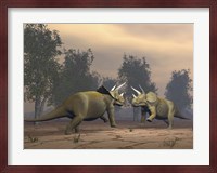 Confrontation between two Triceratops Fine Art Print