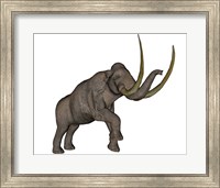Large mammoth, white background Fine Art Print