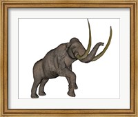 Large mammoth, white background Fine Art Print