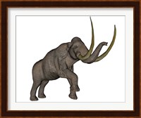 Large mammoth, white background Fine Art Print