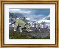 Three Styracosaurus dinosaurs drinking from a nearby lake Fine Art Print