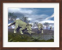 Three Styracosaurus dinosaurs drinking from a nearby lake Fine Art Print