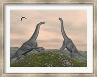 Two Brachiosaurus dinosaurs fighting Fine Art Print