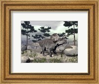 Zuniceratops dinosaur walking on a hill with large rocks and pine trees Fine Art Print