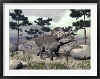 Zuniceratops dinosaur walking on a hill with large rocks and pine trees Fine Art Print