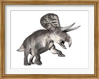 Zuniceratops dinosaur, white background Fine Art Print