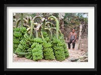 India, Meghalaya, Bajengdoba, Bananas and the man who picked them Fine Art Print