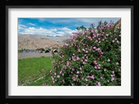 Pink roses at campsite near the Hemis Monastery, Ladakh, India Fine Art Print