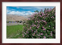 Pink roses at campsite near the Hemis Monastery, Ladakh, India Fine Art Print