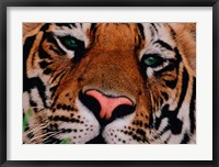 Face of Bengal Tiger, India Fine Art Print