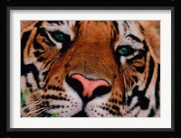 Face of Bengal Tiger, India Fine Art Print