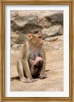 India, Mumbai, Elephanta Caves, monkeys Fine Art Print