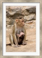 India, Mumbai, Elephanta Caves, monkeys Fine Art Print