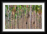 Beetle nut tree trunk detail, Bajengdoba, Meghalaya, India Fine Art Print