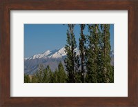 India, Ladakh, Leh, Trees in front of snow-capped mountains Fine Art Print