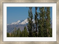 India, Ladakh, Leh, Trees in front of snow-capped mountains Fine Art Print