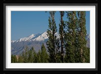 India, Ladakh, Leh, Trees in front of snow-capped mountains Fine Art Print
