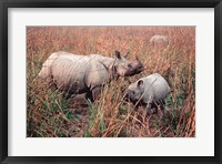 Indian Rhinoceros in Kaziranga National Park, India Fine Art Print