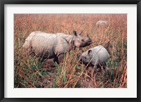 Indian Rhinoceros in Kaziranga National Park, India Fine Art Print