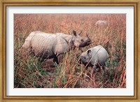 Indian Rhinoceros in Kaziranga National Park, India Fine Art Print