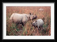 Indian Rhinoceros in Kaziranga National Park, India Fine Art Print
