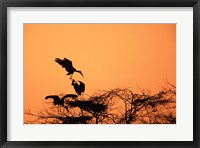 Painted Stork against a sunset sky, India Fine Art Print